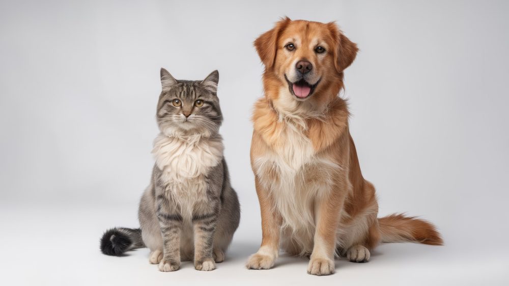 Dog and Cat